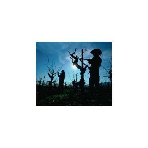 Crema protector solar  FPS 30